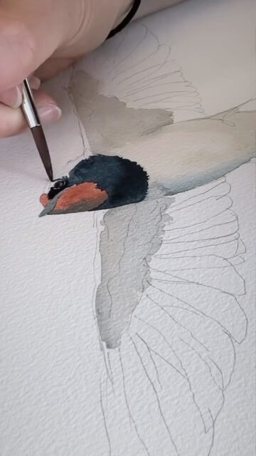 Making of: Illustration einer Rauchschwalbe für ein Brautstrauß-Kunstwerk ♥️ 
Ein seltener Blick hinter die Kulissen, weil ich leider sehr Film-faul bin (content produzieren ist so aufwändig…) - aber hin und wieder schaffe ich es dann doch 😊
Danke an mein Brautpaar für euer Vertrauen! ♥️ 
Floristik: @floraldesign.at 
➡️ Buche jetzt dein Brautstrauß-Kunstwerk auf www.botanicolor.at für 2026/27!
#brautstraußkonservierung #hochzeitstrends #hochzeit #studiobotanicolor